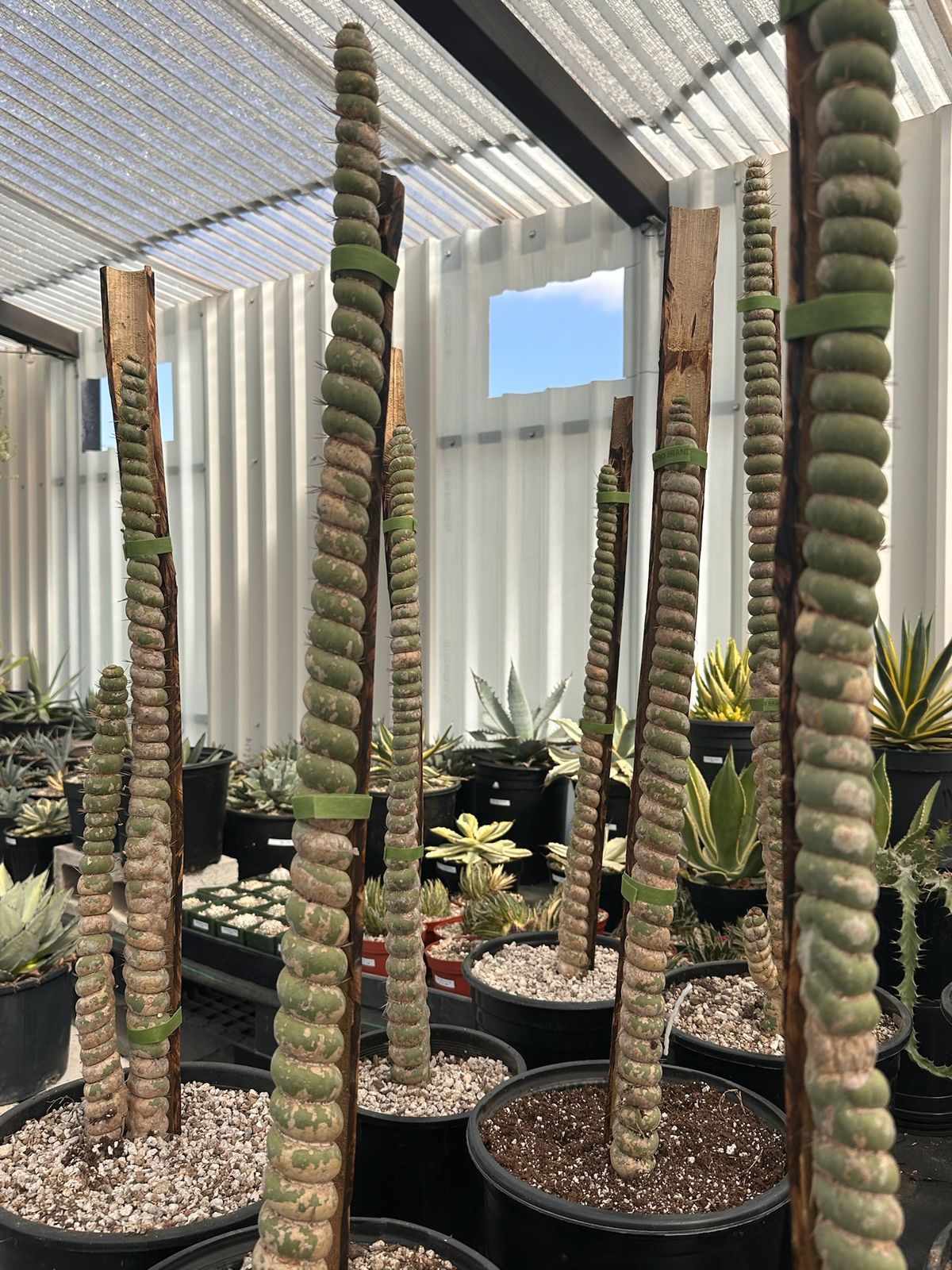 Eulychnia castanea