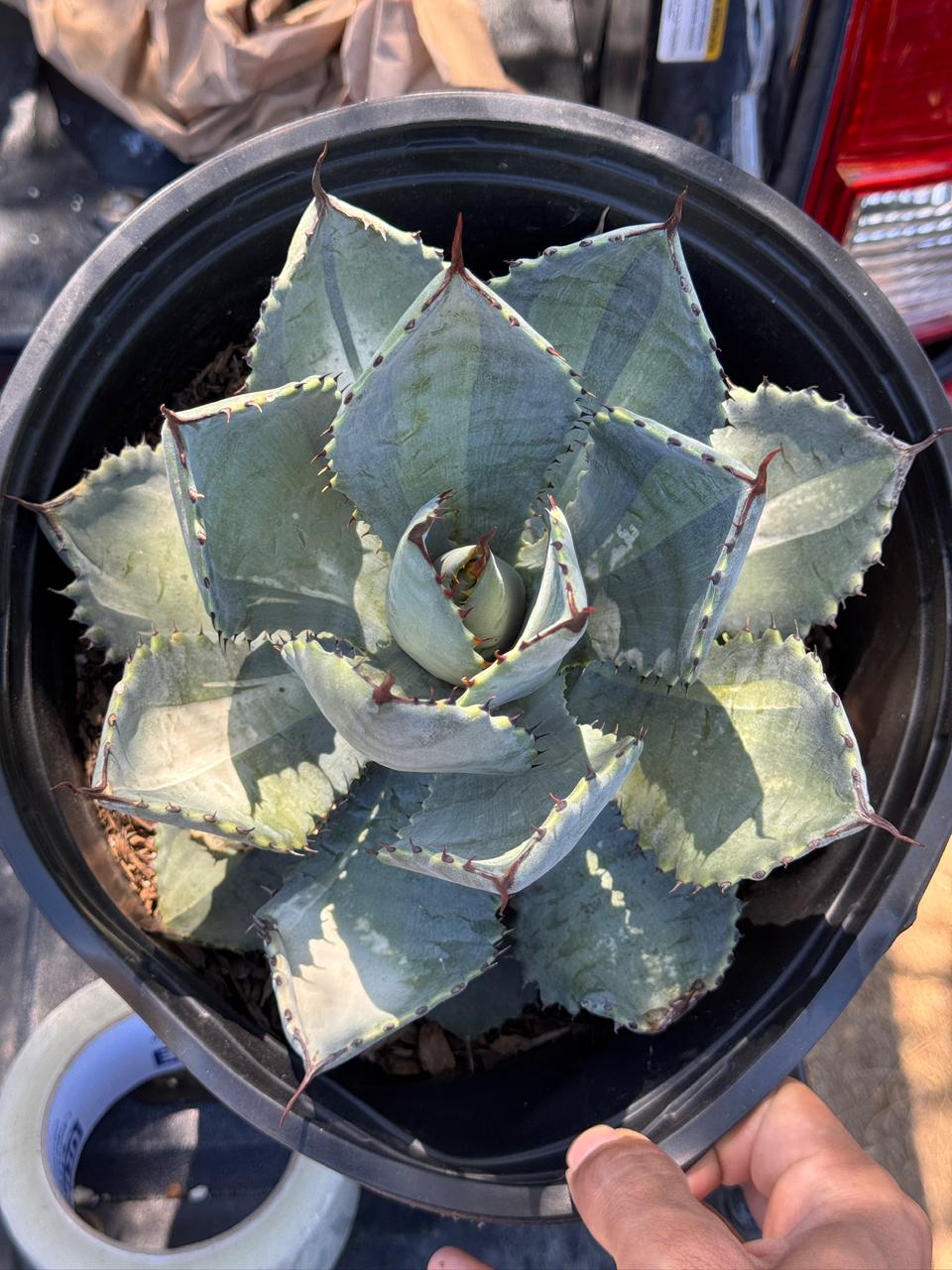 Agave pymaea ‘dragón toes’ variegado
