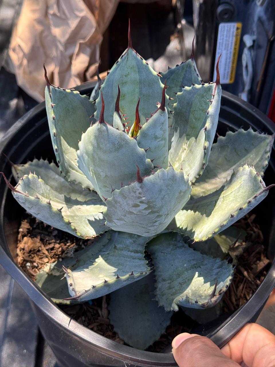 Agave pymaea ‘dragón toes’ variegado