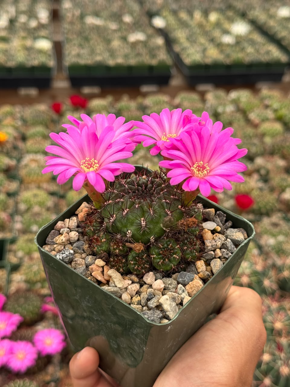 Sulcorebutia mentosa
