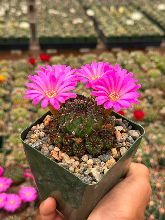 Sulcorebutia mentosa