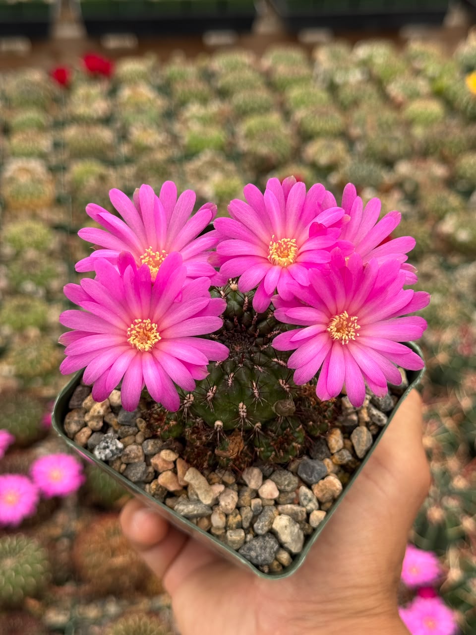 Sulcorebutia mentosa