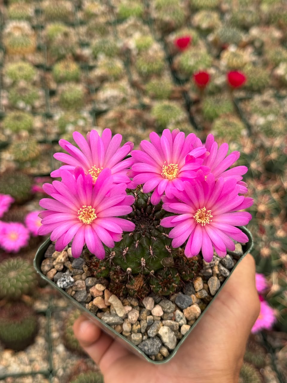 Sulcorebutia mentosa