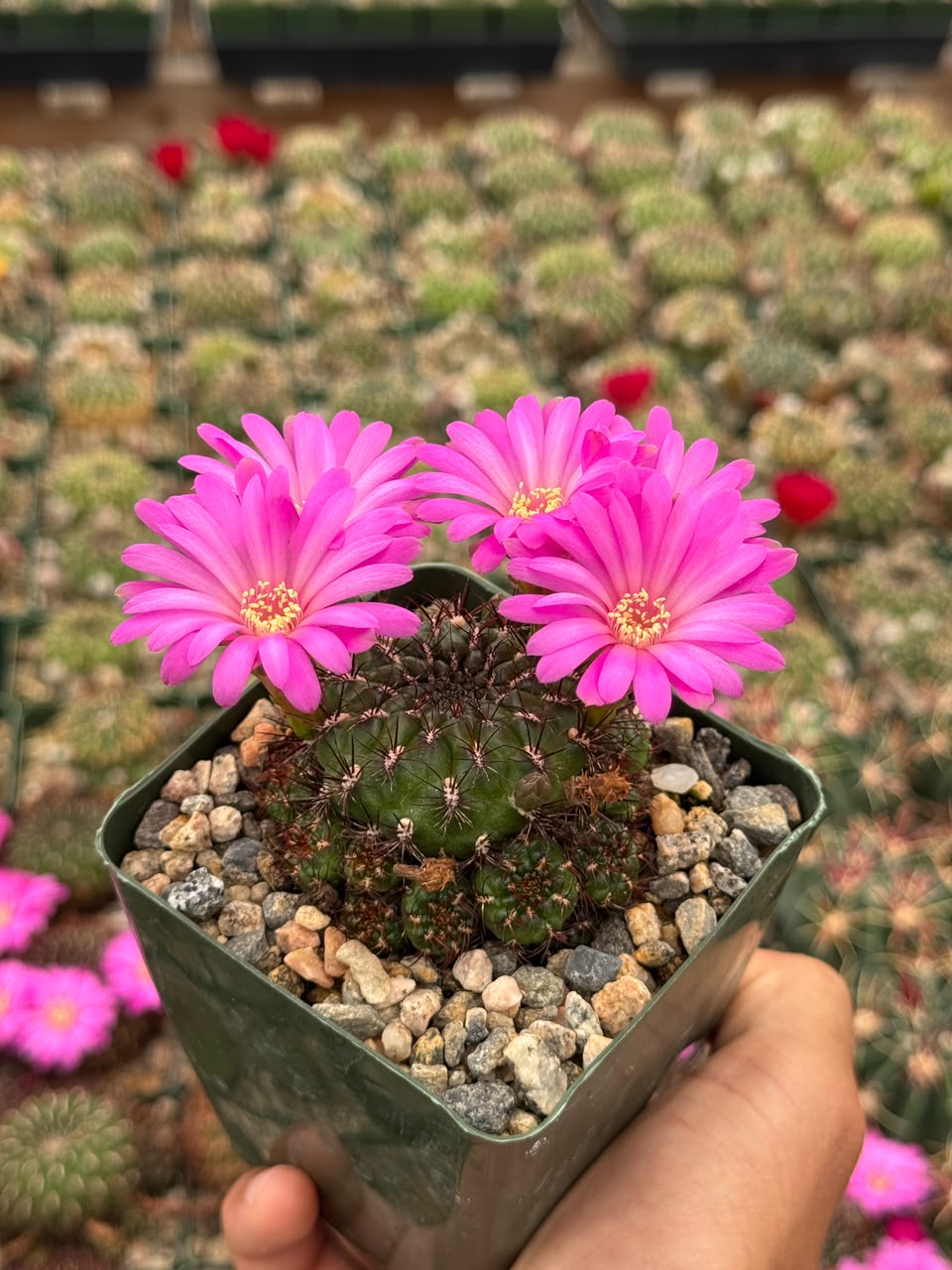 Sulcorebutia mentosa