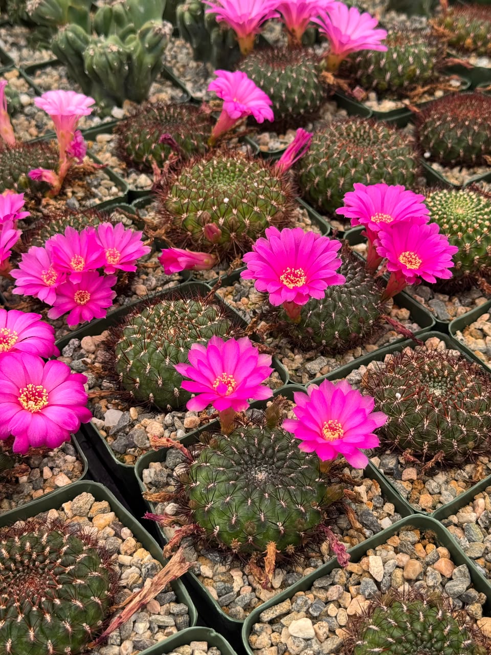 Sulcorebutia mentosa