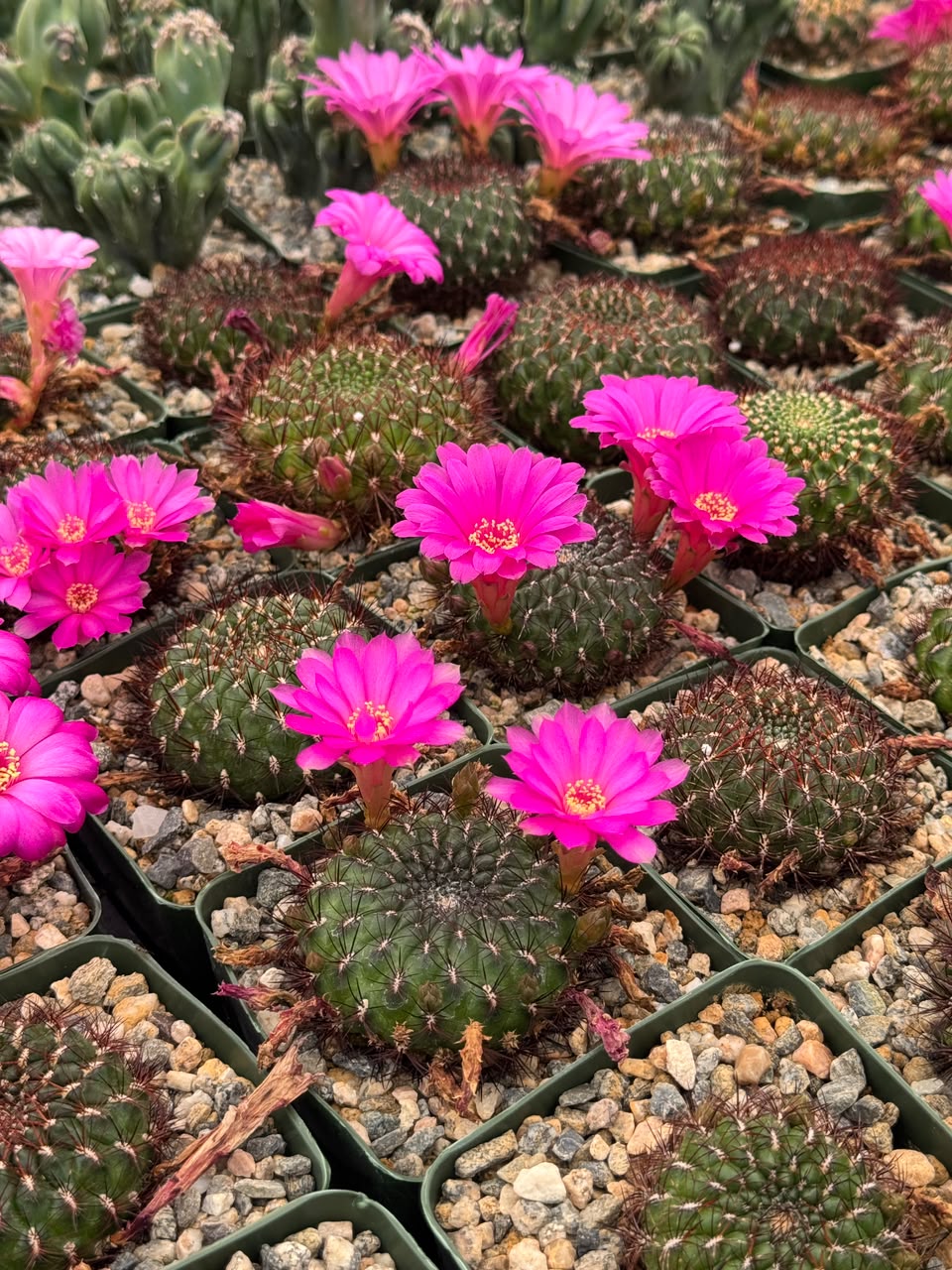 Sulcorebutia mentosa