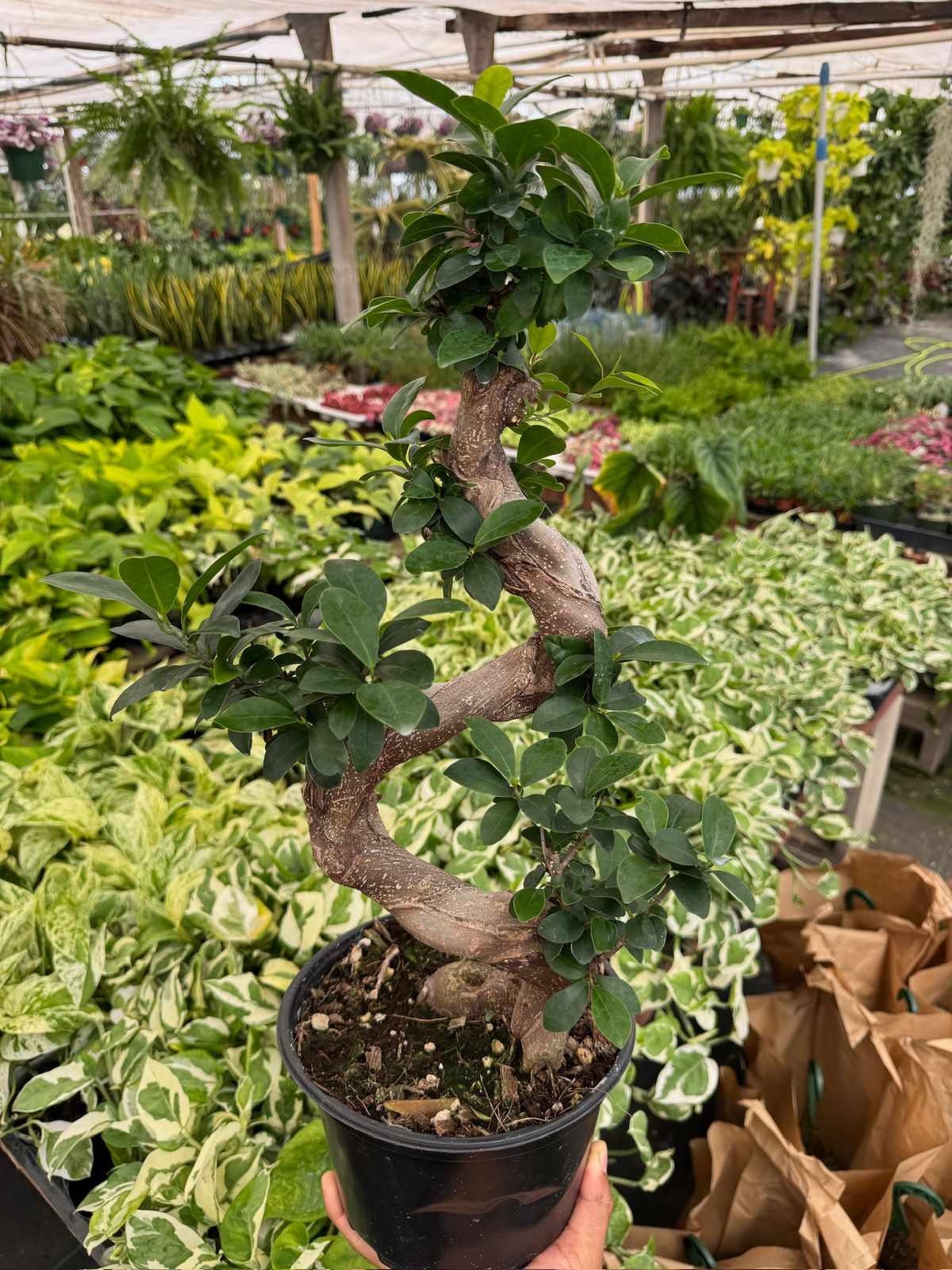 Ficus Z microcarpa