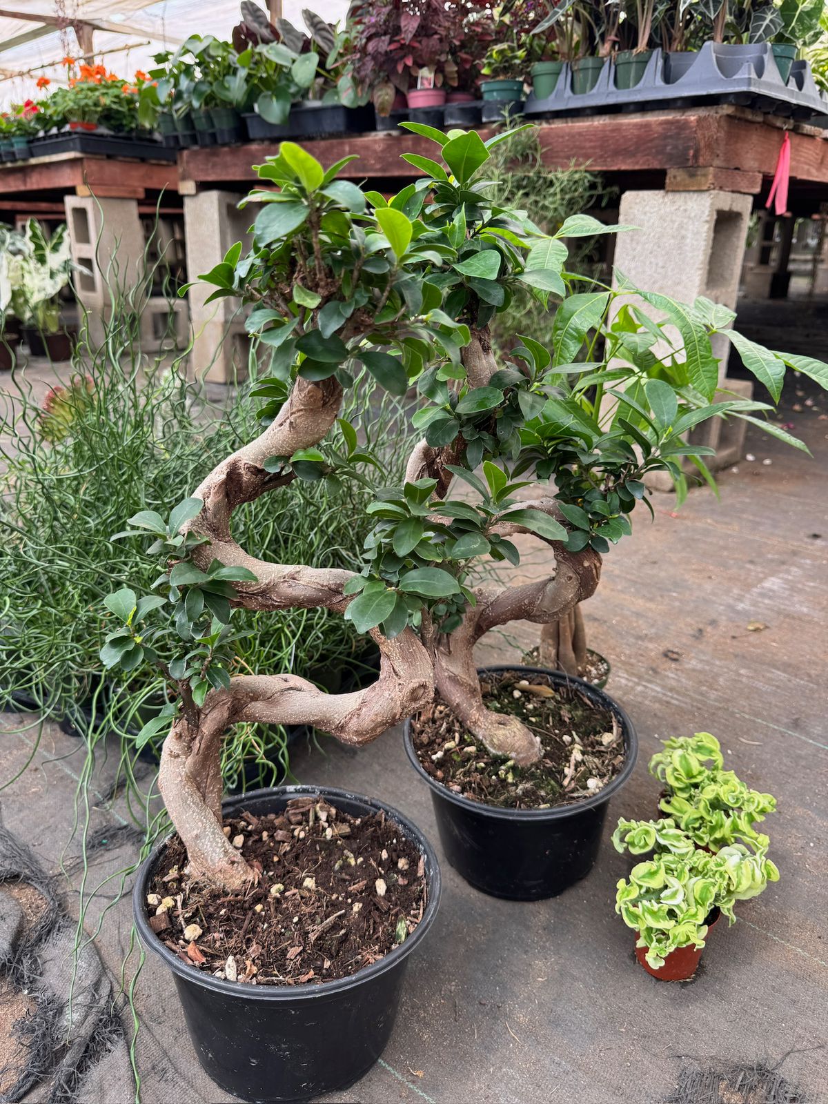 Ficus Z microcarpa