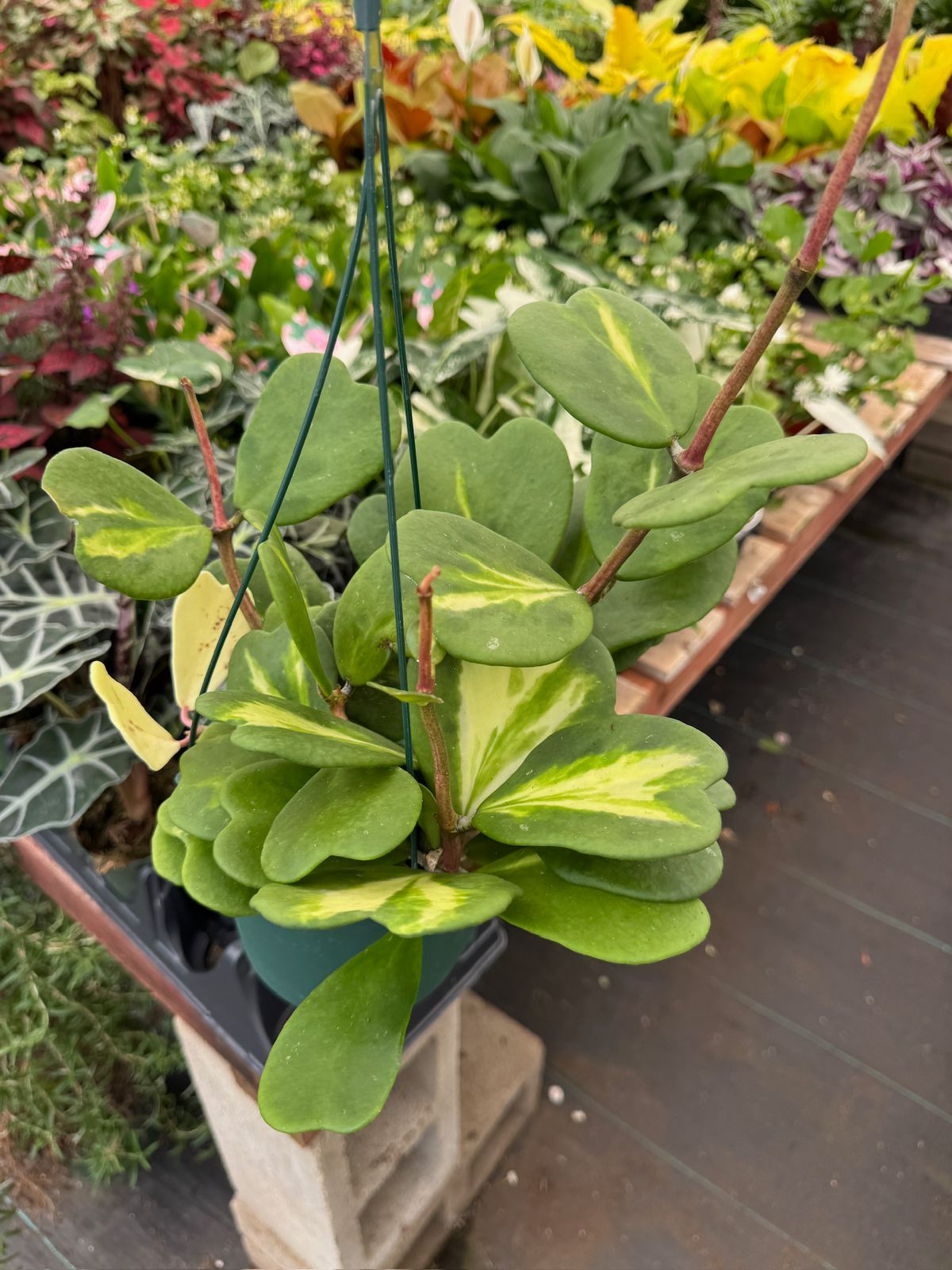 Hoya kerry reverse variegada