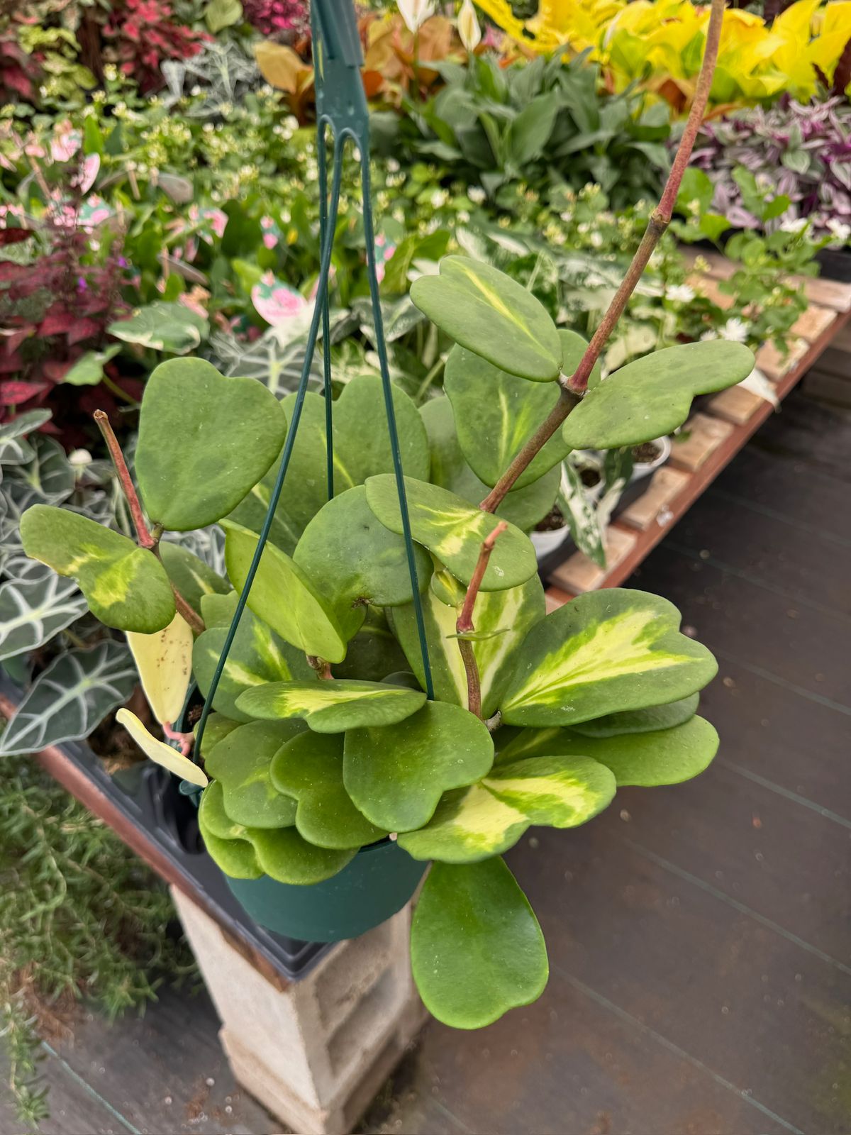 Hoya kerry reverse variegada