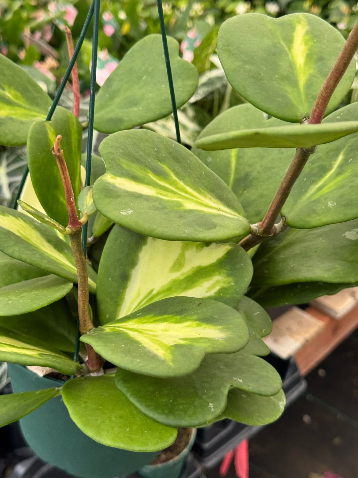 Hoya kerry reverse variegada