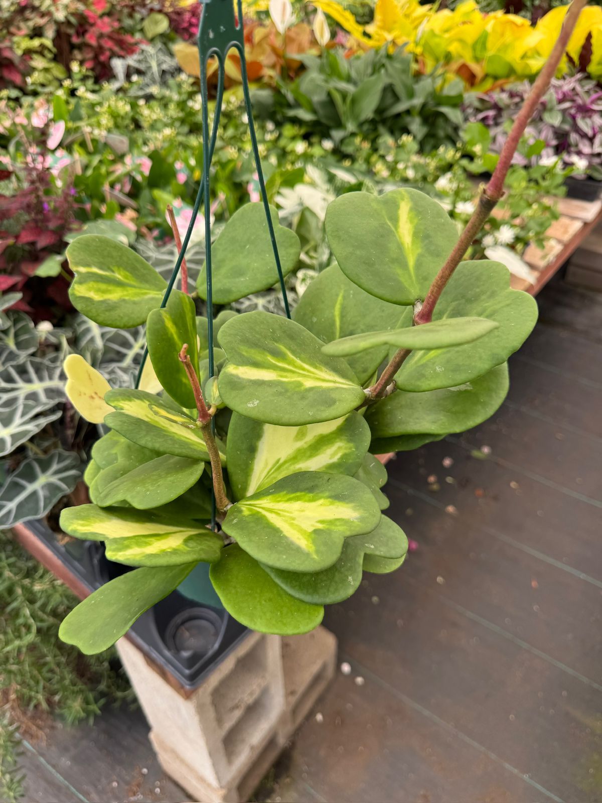 Hoya kerry reverse variegada