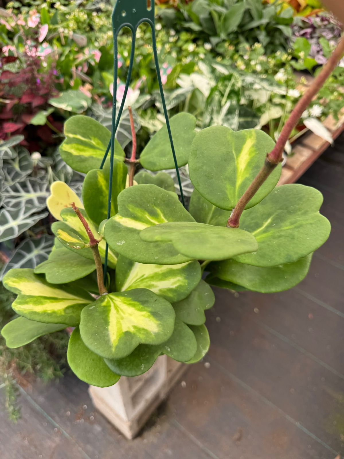 Hoya kerry reverse variegada
