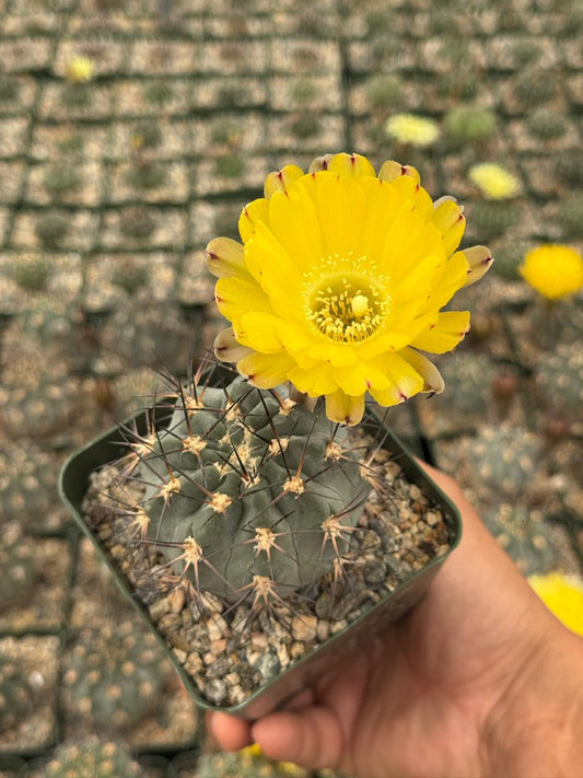 Acanthocalycium glaucum