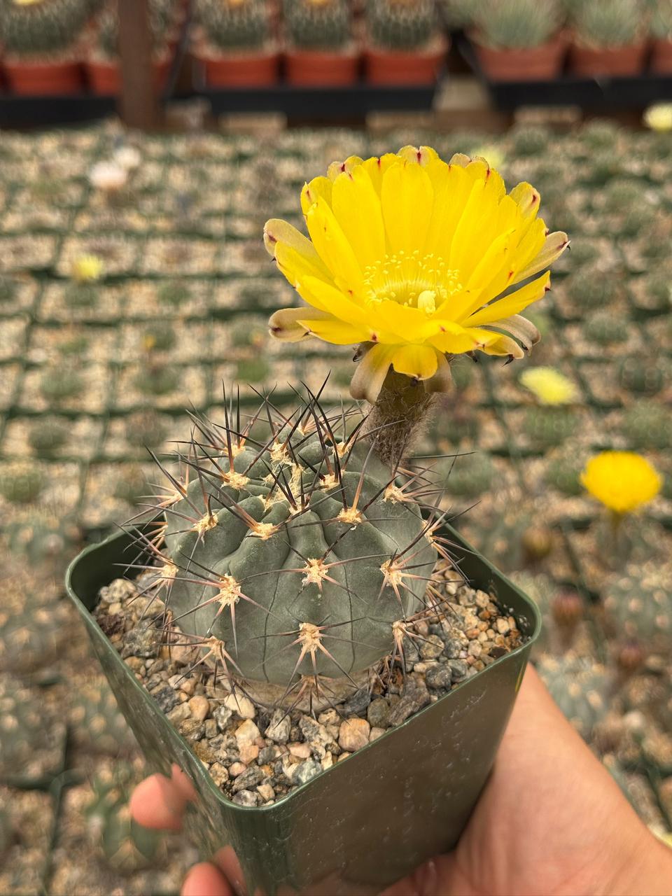 Acanthocalycium glaucum