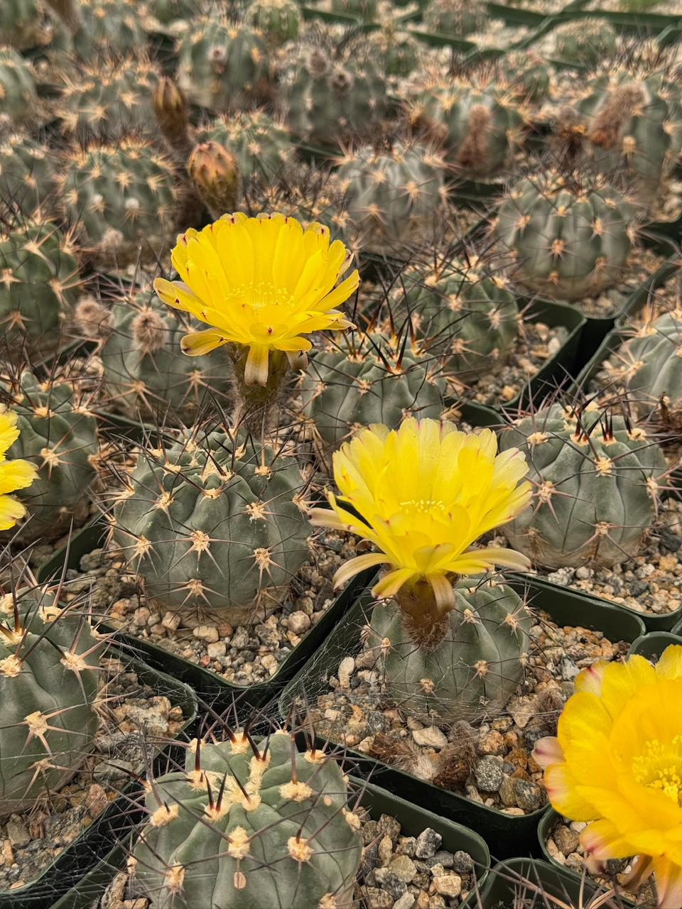 Acanthocalycium glaucum