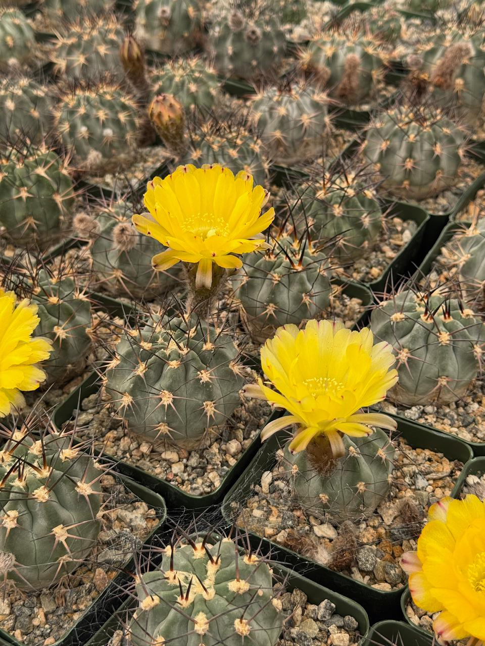 Acanthocalycium glaucum
