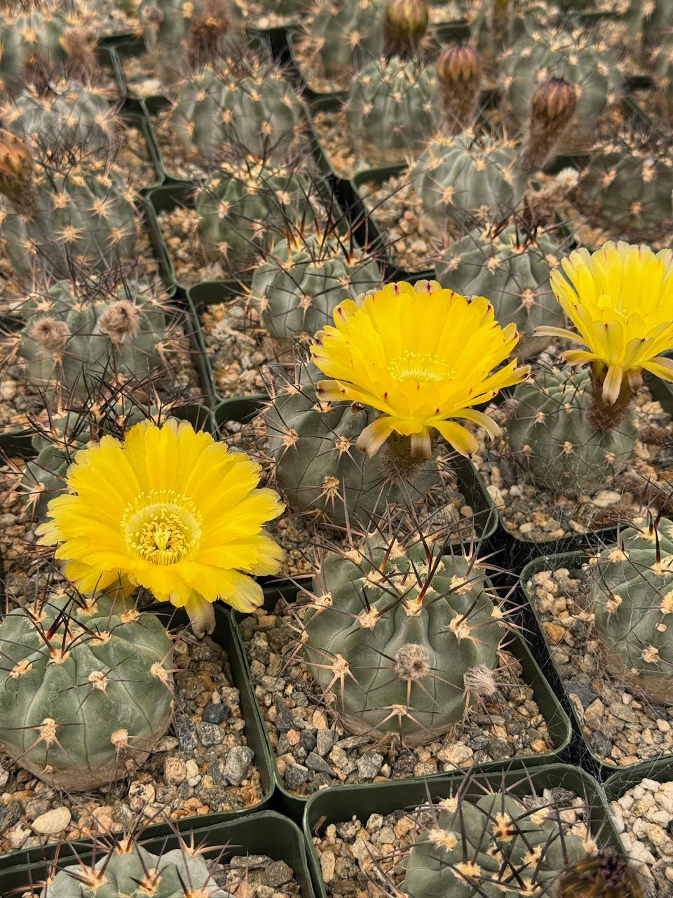 Acanthocalycium glaucum
