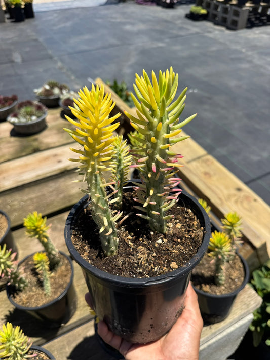 Opuntia subulata variegada
