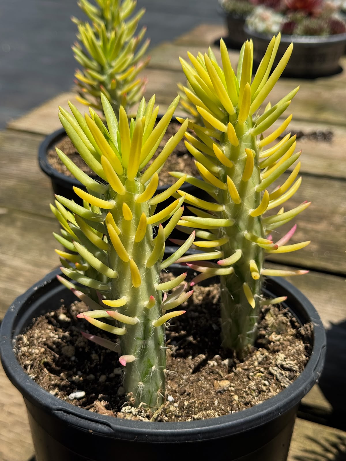 Opuntia subulata variegada