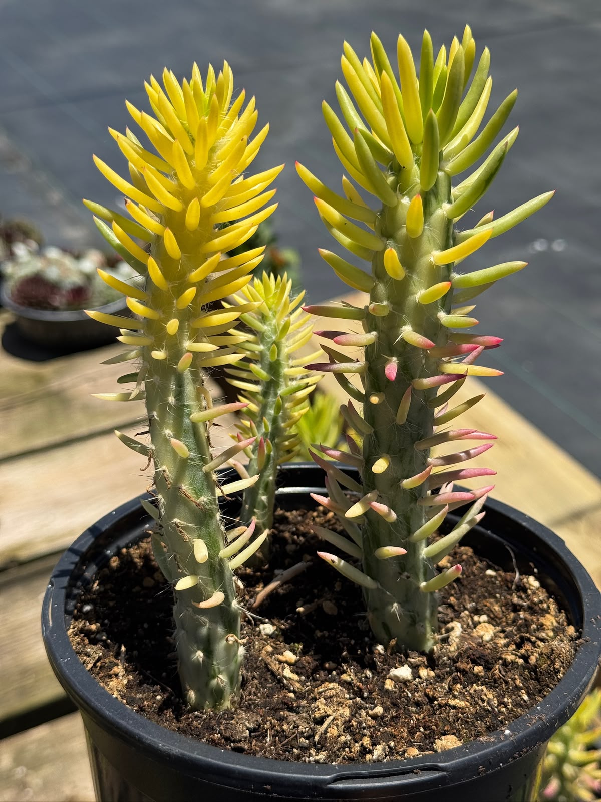 Opuntia subulata variegada