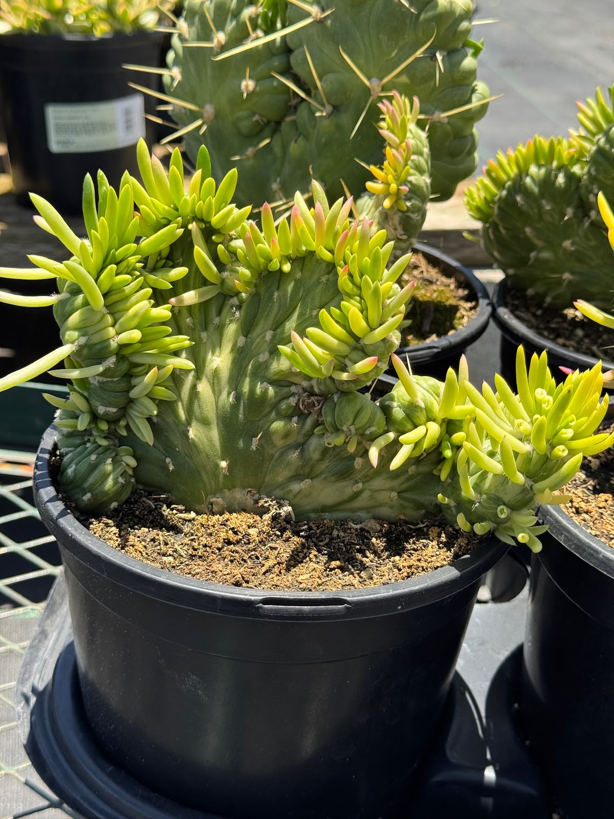Opuntia subulata crestada variegada