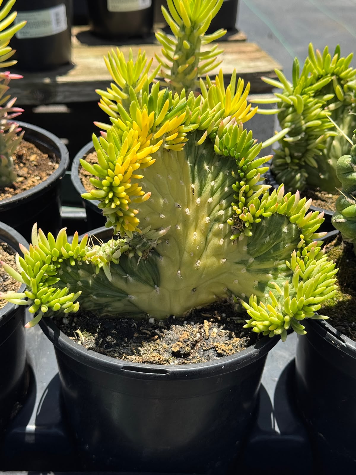 Opuntia subulata crestada variegada