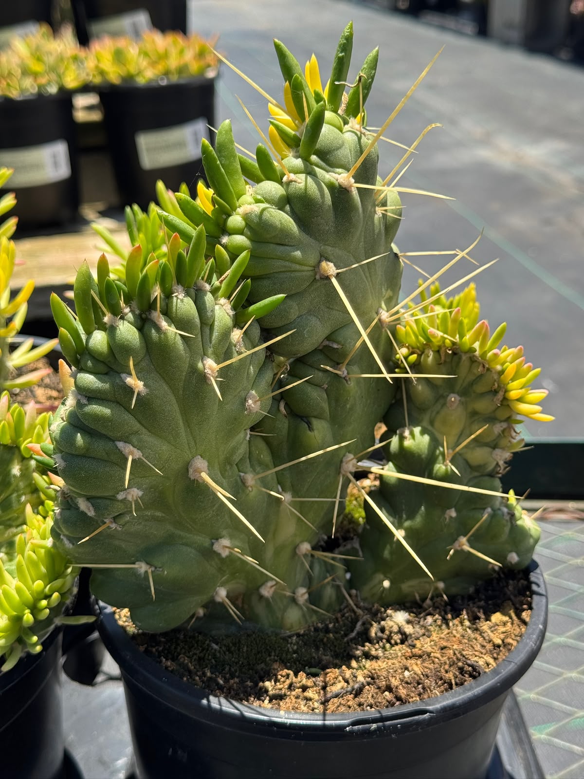 Opuntia subulata crestada variegada