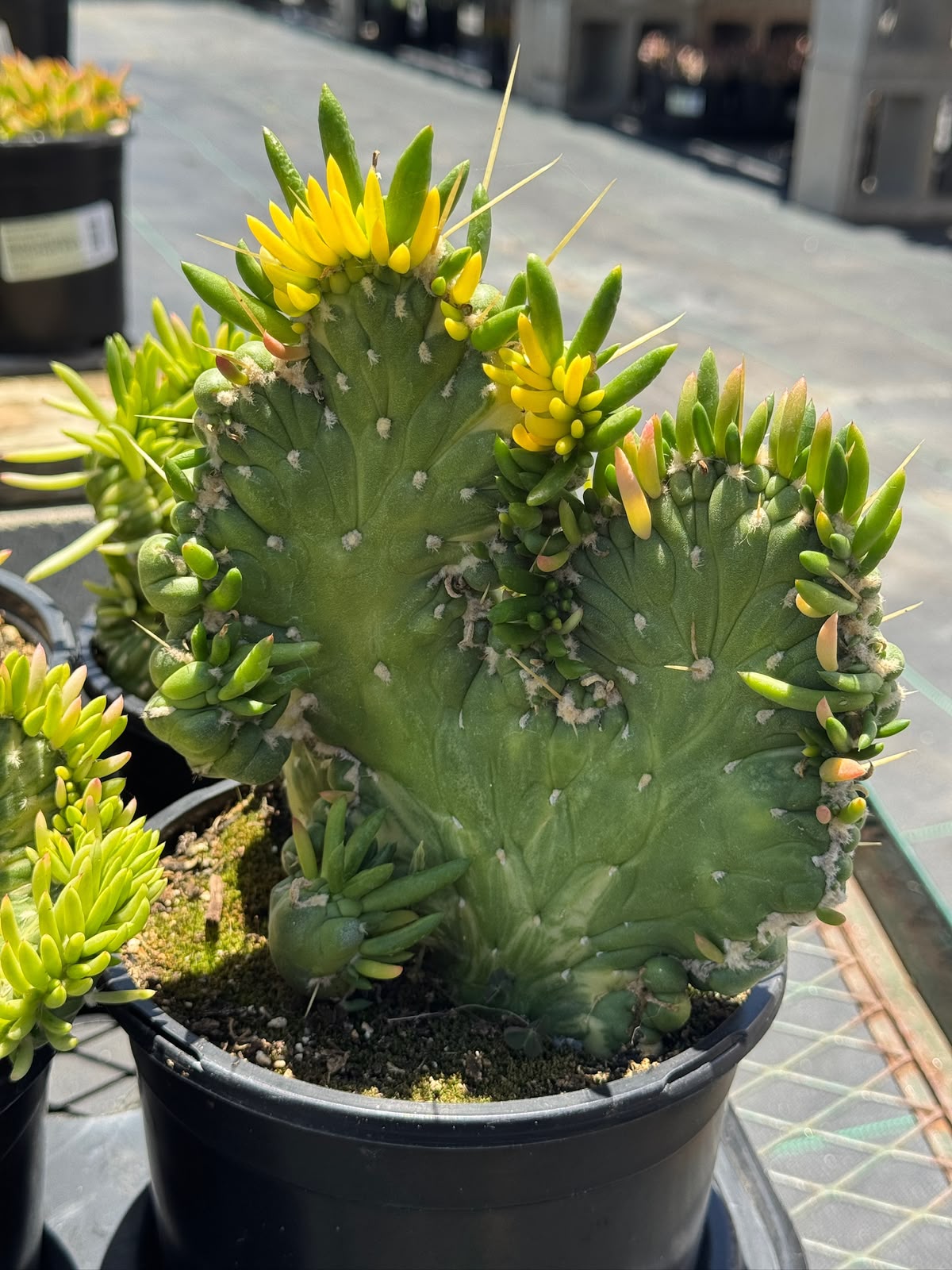 Opuntia subulata crestada variegada