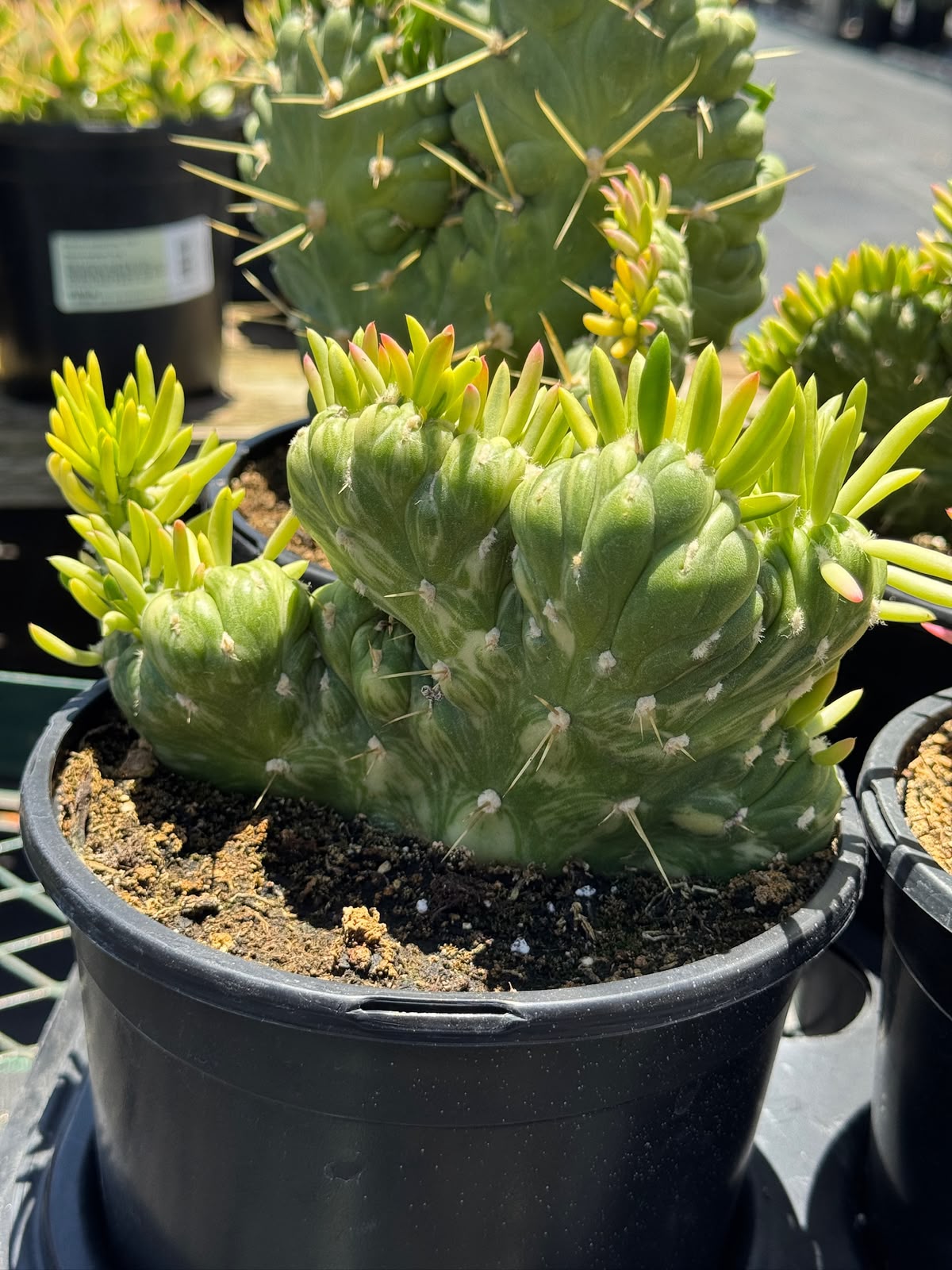 Opuntia subulata crestada variegada