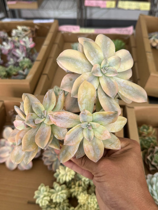 Graptopetalum Superbum Variegado 3 cabezas