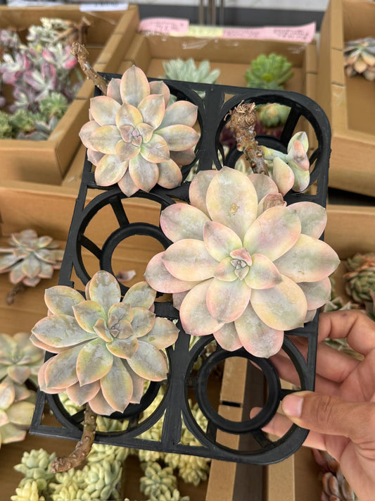 Graptopetalum Superbum Variegado 1 cabeza