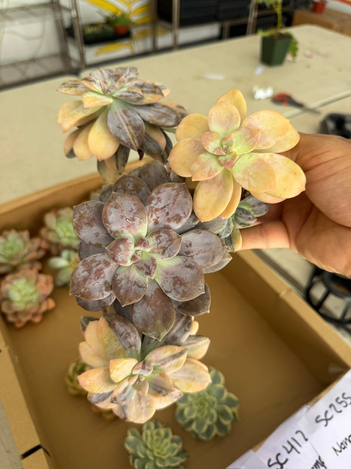 Graptopetalum Superbum Variegado Jumbo