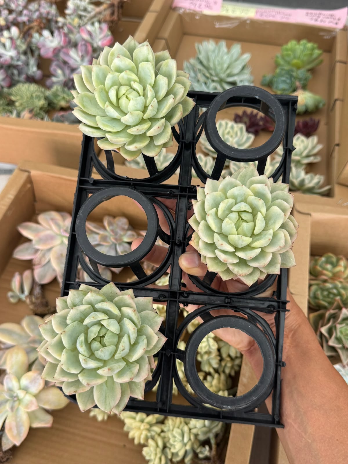 Echeveria TP Star Var.