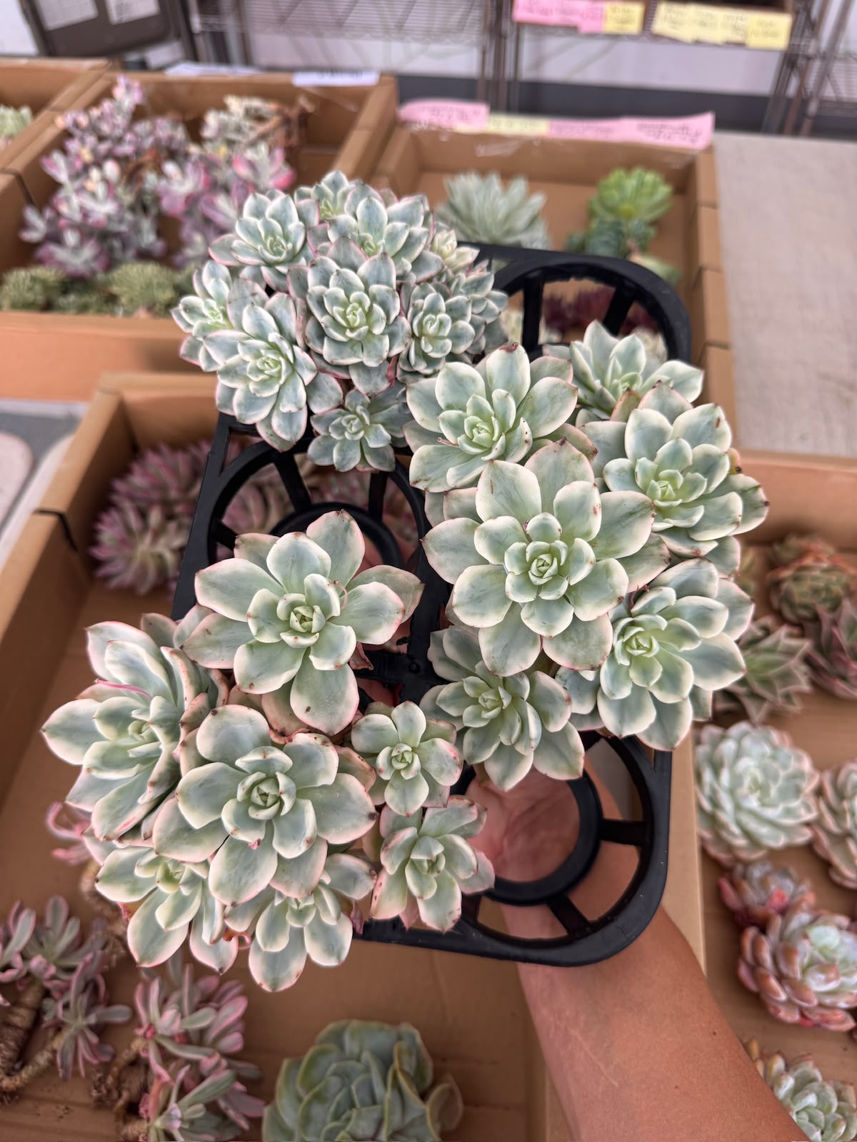 Echeveria Atlantis var cluster grande