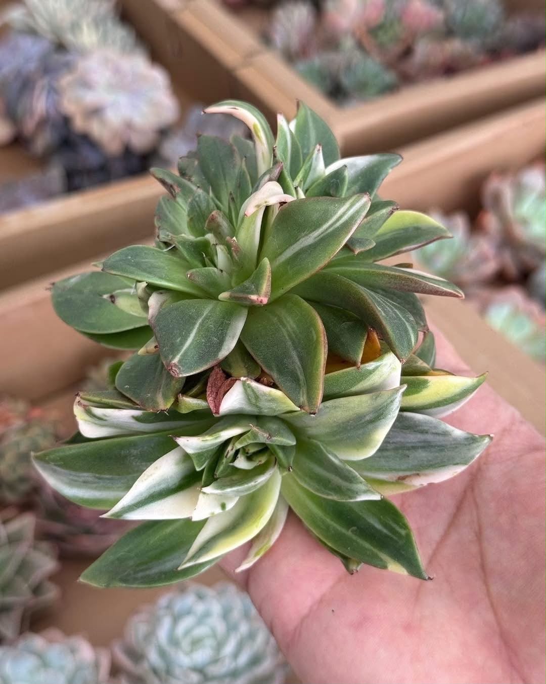 Echeveria treasure map variegada