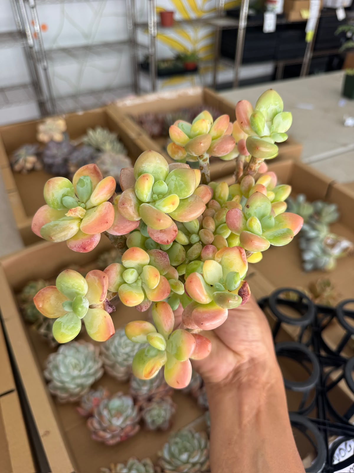 Graptopetalum miul perfume