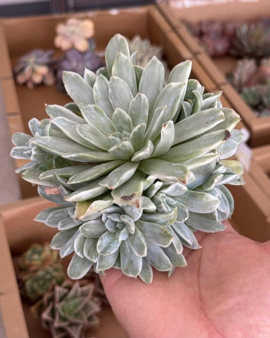 Echeveria simpson var.