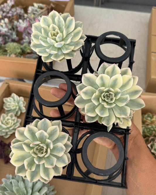 Echeveria moon fairy variegada