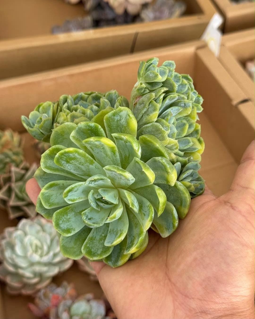 Echeveria berry var.