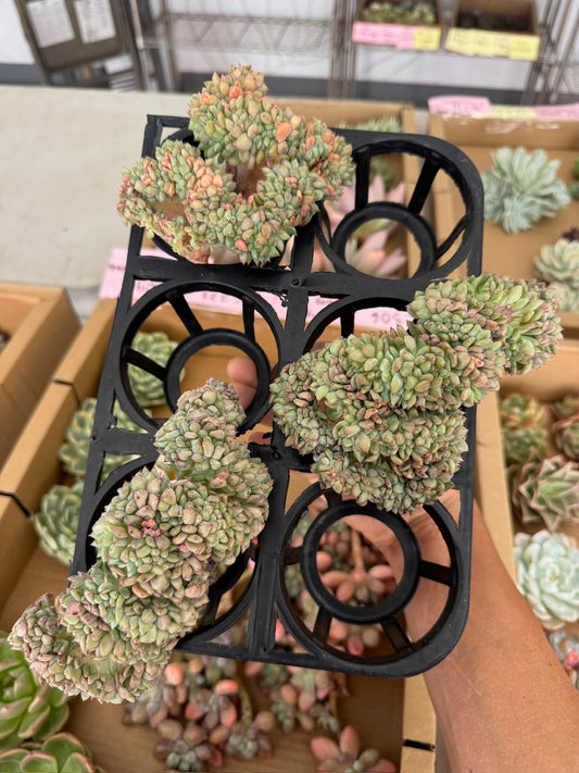 Echeveria fat ding crestada