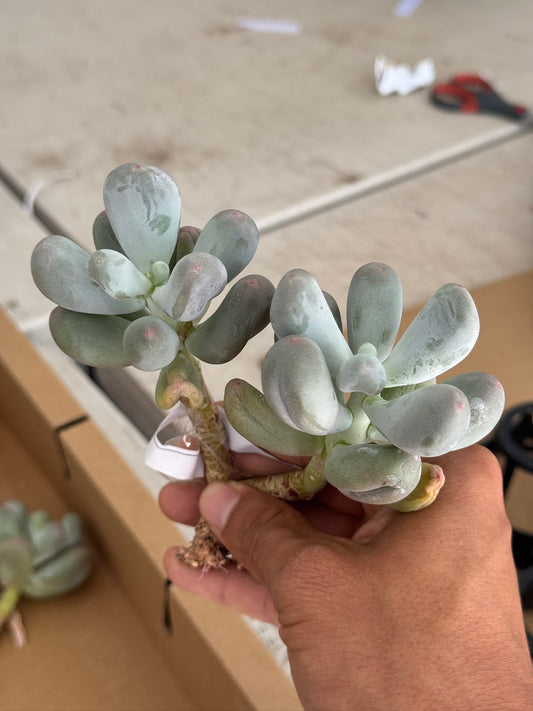 Pachyphytum milk