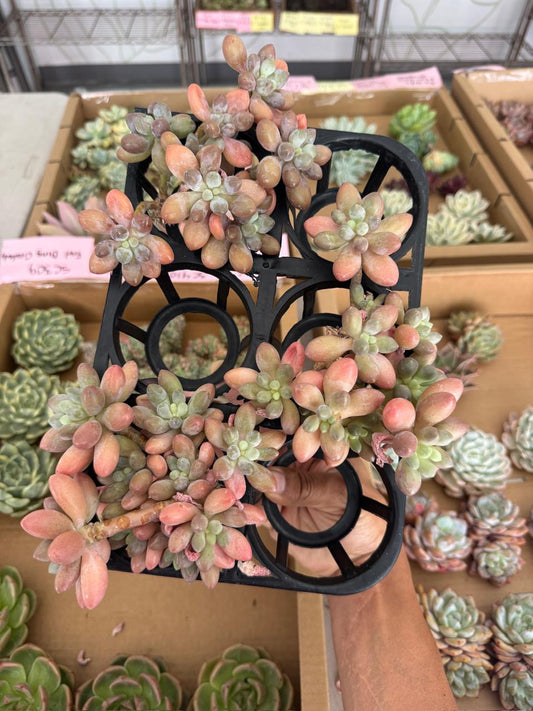 Echeveria tanyuan