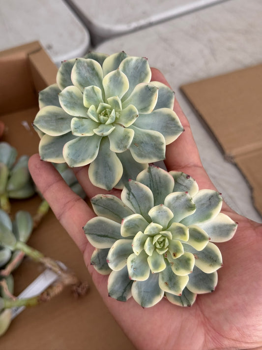 Echeveria Nana mini hook