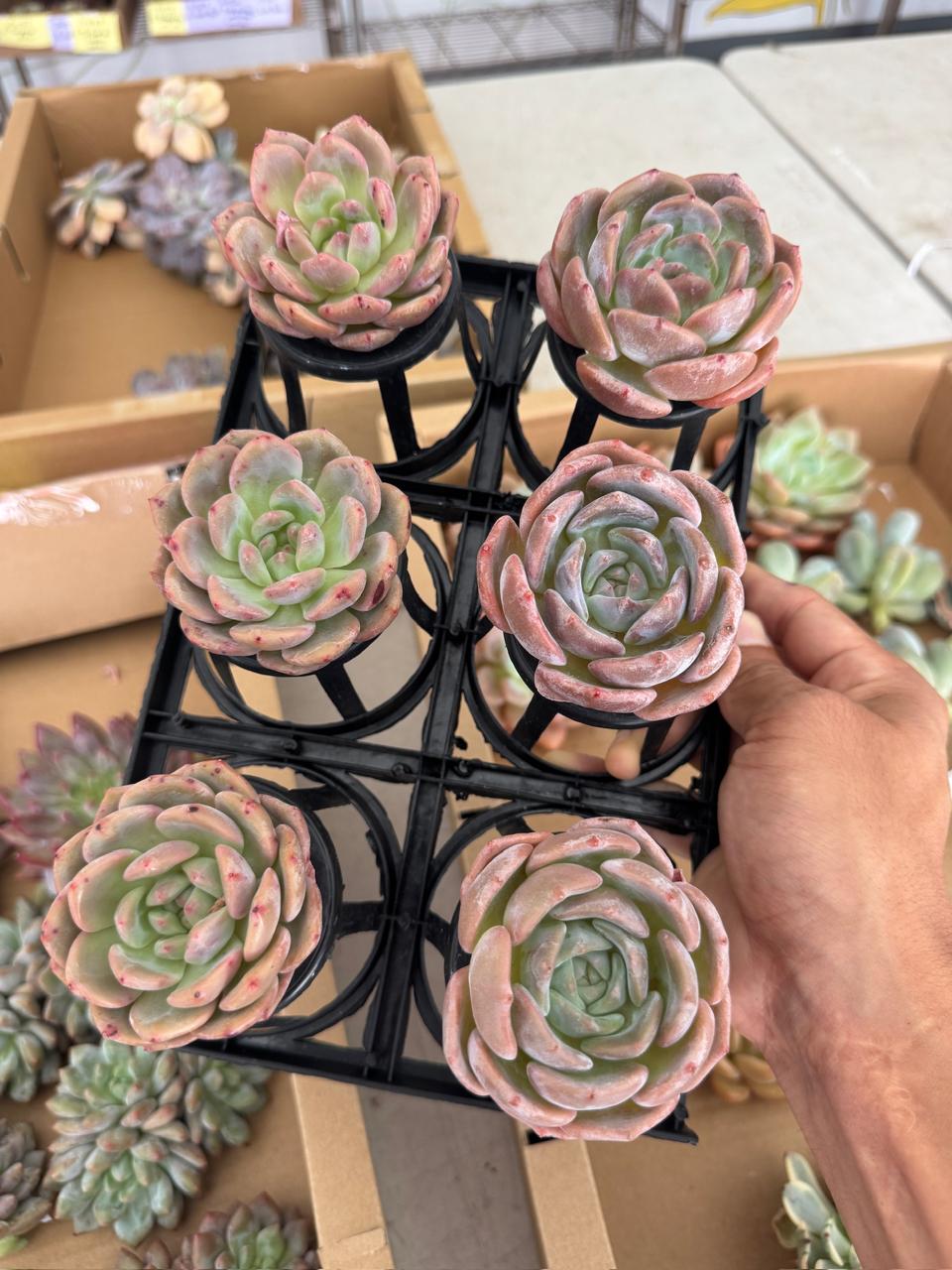 Echeveria nana