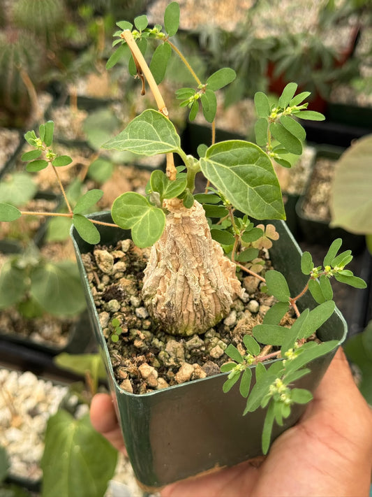 Matelea cyclophylla