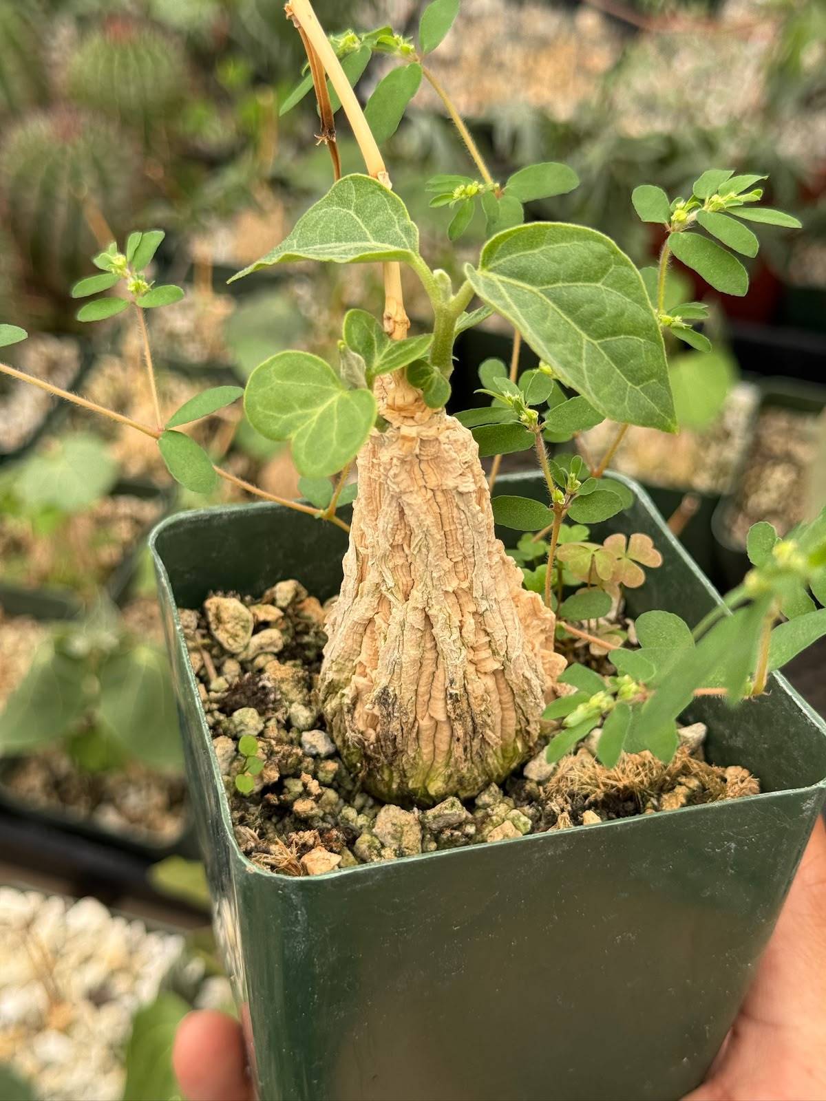 Matelea cyclophylla