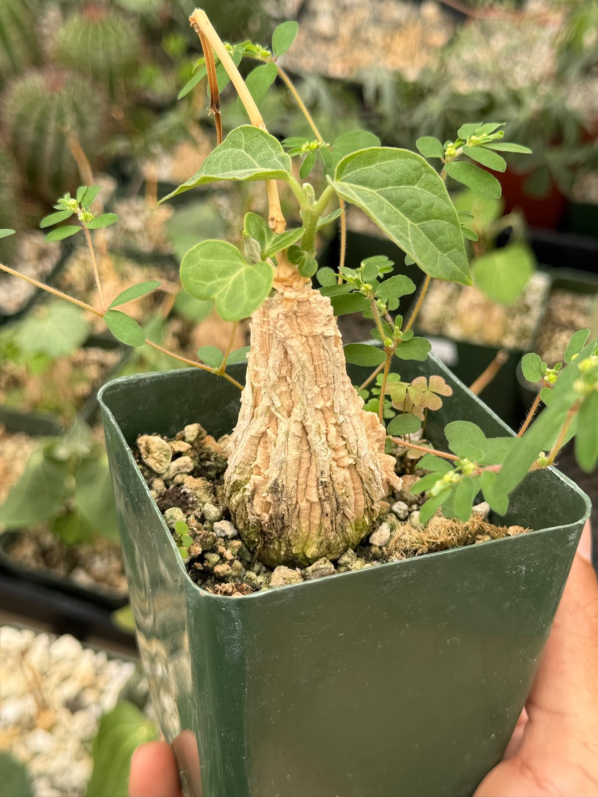 Matelea cyclophylla