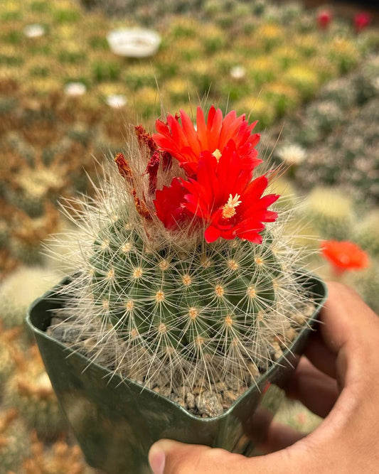 Parodia penicillata