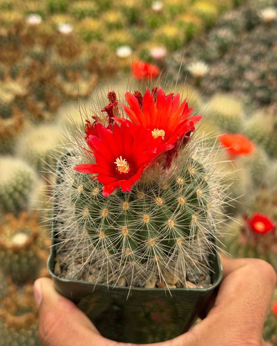 Parodia penicillata